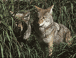 coyotes