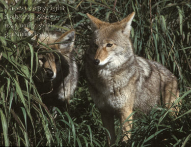 coyotes