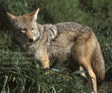 coyote