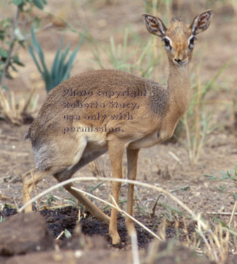 Kirk's dik-dik Tanzania (East Africa)