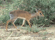 Kirk's dik-dik Tanzania (East Africa)