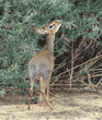 Kirk's dik-dik Tanzania (East Africa)