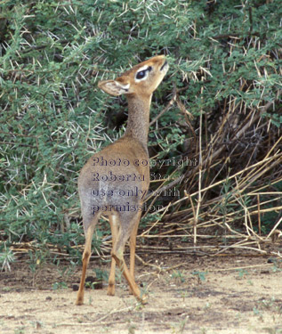 Kirk's dik-dik Tanzania (East Africa)