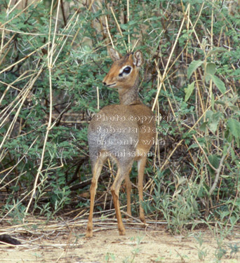 Kirk's dik-dik Tanzania (East Africa)