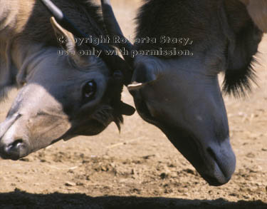 common elands