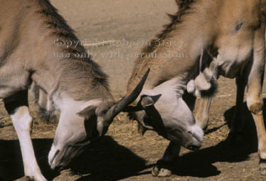 common elands