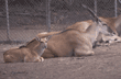 common eland calf & its mother