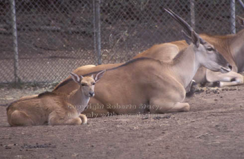 common eland calf & its mother