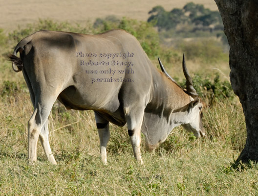 common eland