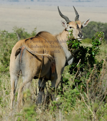 common eland