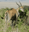 common eland