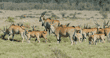 group of common elands