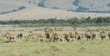 common eland herd