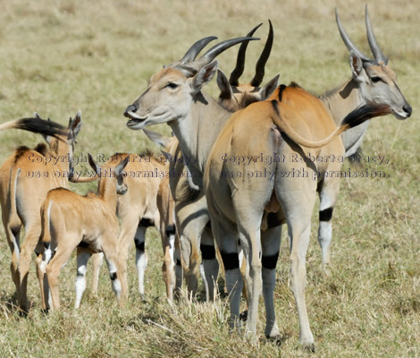 common elands