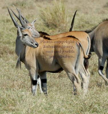 common elands