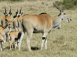 common elands