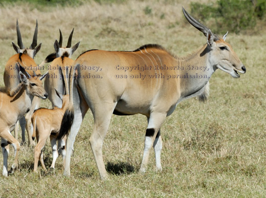 common elands