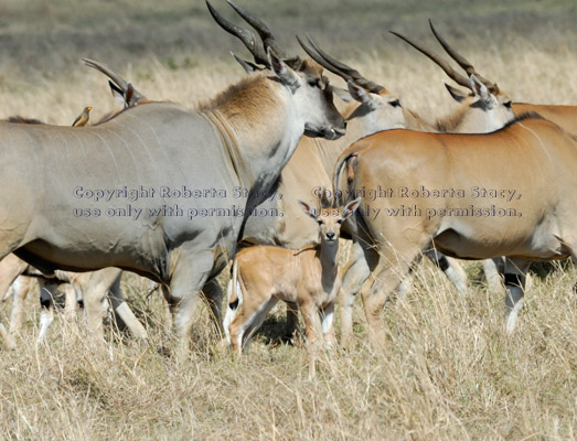 common elands, adults and baby