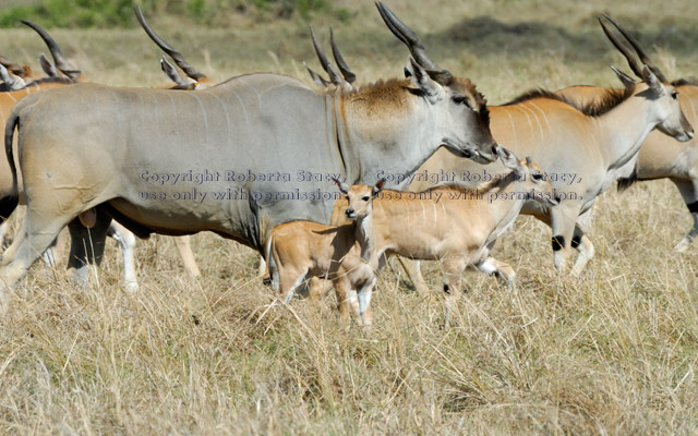 common elands, including adult male, juvenile, and baby