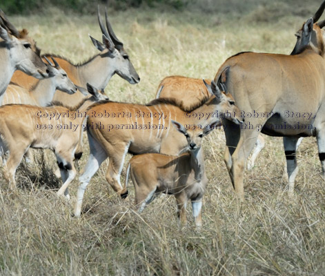 common elands