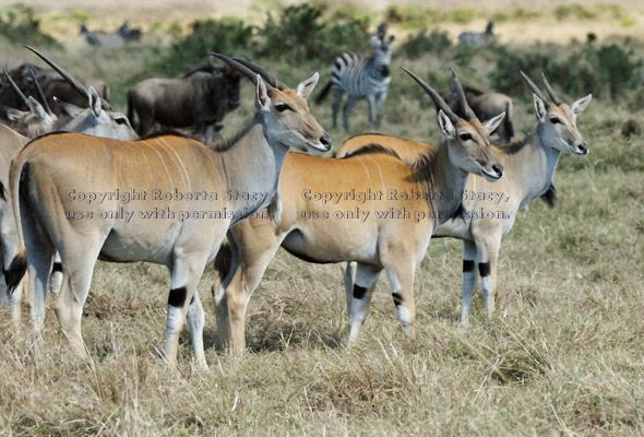 common elands, with wildebeests and zebras in background