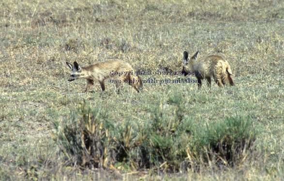 bat-eared foxes Tanzania (East Africa)