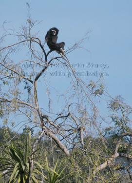 white-handed gibbon