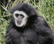 white-handed gibbon