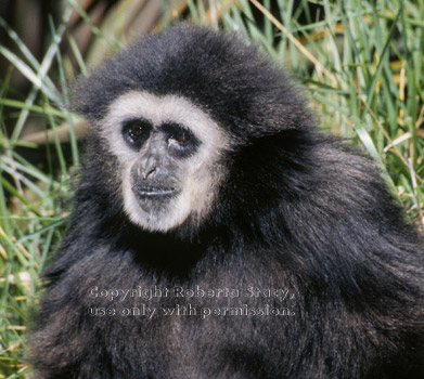 white-handed gibbon