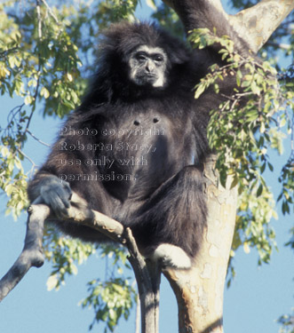  white-handed gibbon