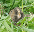 pocket gopher