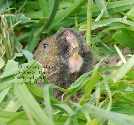 pocket gopher