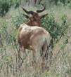 Coke's hartebeest Tanzania (East Africa)