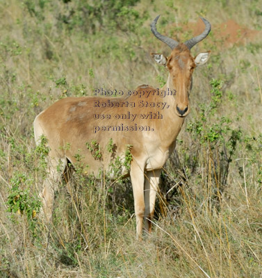 Coke's hartebeest