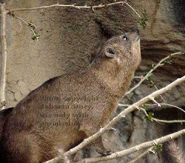 rock hyrax Oakland Zoo