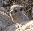 young rock hyrax