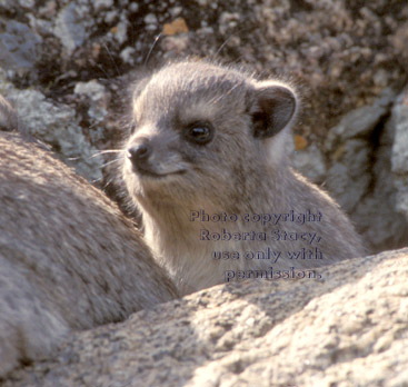 young rock hyrax Tanzania (East Africa)