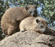 rock hyraxes Tanzania (East Africa)