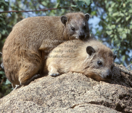 rock hyraxes Tanzania (East Africa)