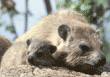 baby rock hyrax with adult