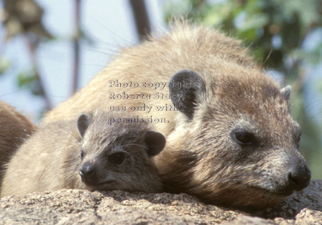 baby rock hyrax with adult Tanzania