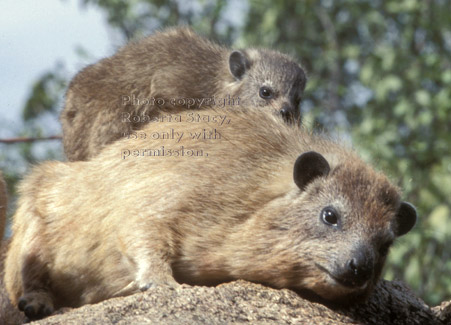 rock hyrax baby and adult