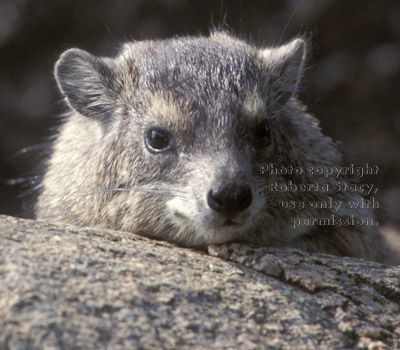 rock hyrax Tanzania (East Africa)