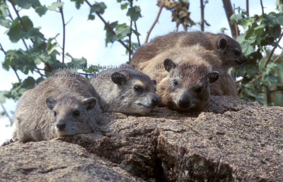 rock hyraxes Tanzania (East Africa)