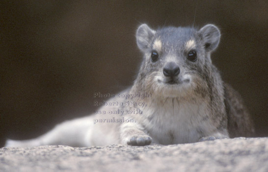 rock hyrax Tanzania (East Africa)