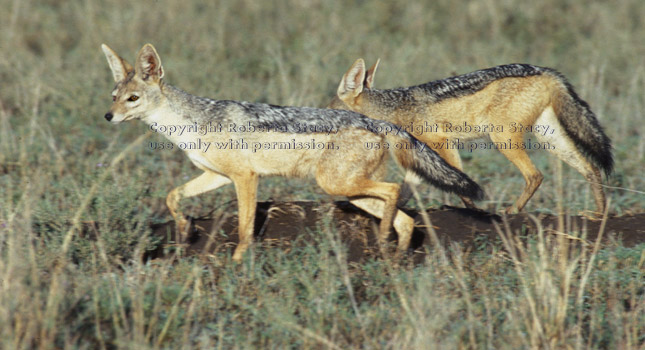 black-backed jackals Tanzania (East Africa)