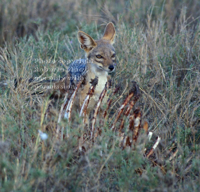 black-backed jackal Tanzania (East Africa)