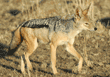 black-backed jackal walking