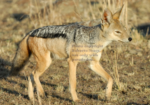 black-backed jackal walking