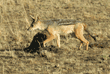 walking black-backed jackal